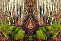 Mirror%20052 (thumbnail)