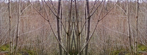 Mirror%20126 (thumbnail)