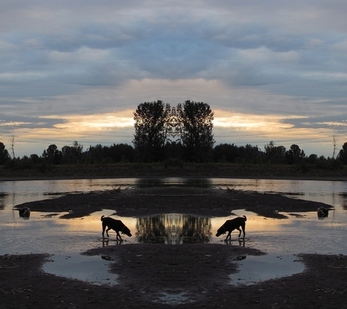 Mirror Project: River