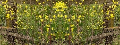Mirror%20249 (thumbnail)