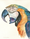 watercolor, mcaw, parrot, tropical, bird, endangered, jungle, benefit auction - Animals Painting