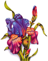 Iris (thumbnail)