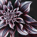 Dahlia (thumbnail)