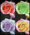 Four Energies of Rose
