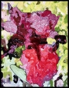 Iris Fantasy