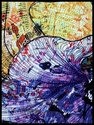 Urban Iris detail