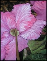 Carolyn's Cyclamen