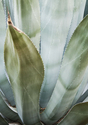 Louis Sasso - Nature Photography Agave - Nature Photography