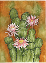 Cereus - Cactus
