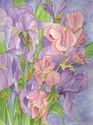 Irises
