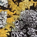 Black%20Foam%20Lichen%20I (thumbnail)