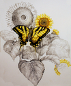 Arizona Sunflower of Grandma's Arizona%20Sunflower%20of%20Grandma%27s (thumbnail)