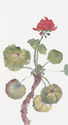 Geranium IV
