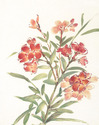 Oleander