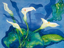 Calla Blues