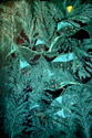 Momentary%20Illumination (thumbnail)