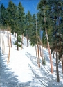 Breckenridge%20Trees (thumbnail)