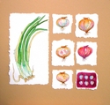 14%20onions (thumbnail)