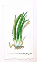 3%20scallions-1 (thumbnail)