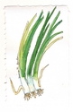 3%20scallions-2 (thumbnail)