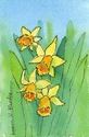 4%20daffodils-II (thumbnail)