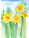 4%20daffodils (thumbnail)