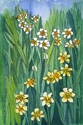 daffodils (thumbnail)