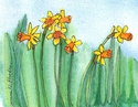 7%20daffodils (thumbnail)
