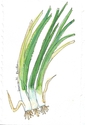 scallions-5 (thumbnail)