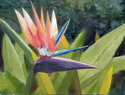 Bird of Paradise