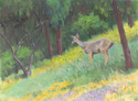 Spring Visitor