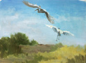 Egrets Taking Off
