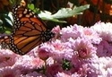 Photography--Digital-AnimalsPink Landing