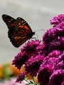 Photography-Wild for Pink