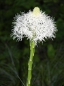Photography--Digital-FloralBear Grass