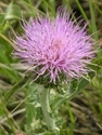 Photography--Digital-FloralBad Hair Day
