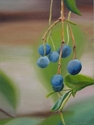 Painting--Oil-BotanicalBerries