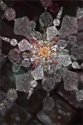 Digital Art--Photo Manipulation-BotanicalRose Snow