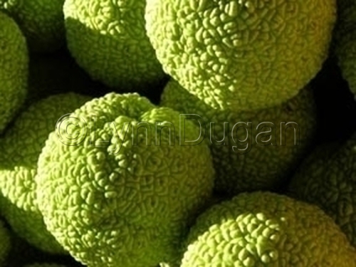 Photography-Food-Green as Green Can Be