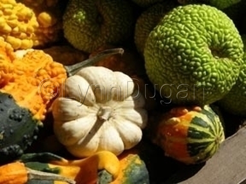 Photography-Food-Autumn Gathering