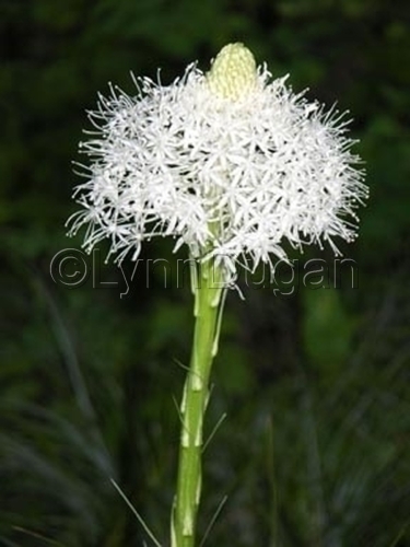 Photography-Floral-Bear Grass