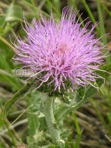 Photography-Floral-Bad Hair Day