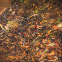 Fall (thumbnail)