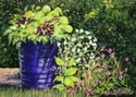 The Blue Barrel in the Garden The%20Blue%20Barrel%20in%20the%20Garden (thumbnail)