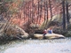 Painting--Acrylic-LandscapeA Great Place to Rest