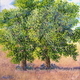 Painting--Acrylic-LandscapeSisters of Eden in a Bleached Blonde Field (2)