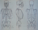 Torso-Skeletal (thumbnail)