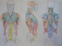 Torso-Muscular (thumbnail)