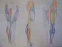 Leg-Muscular (thumbnail)