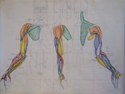 Arm-Muscular (thumbnail)